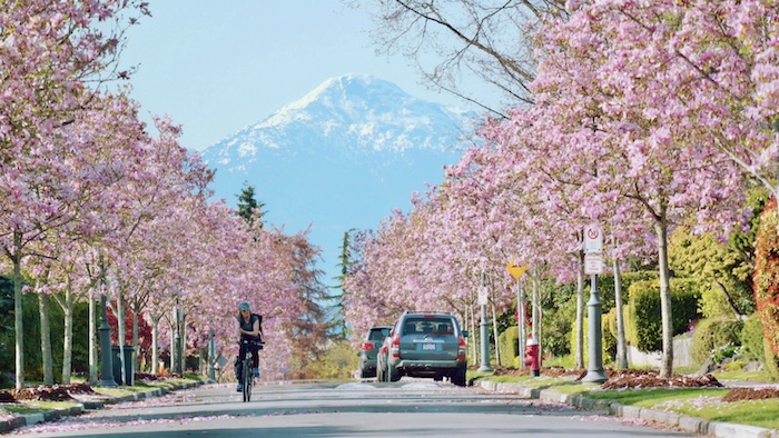 Cherry Blossoms in Vancouver