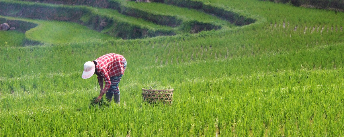 Rice farmer woman in Asia 
