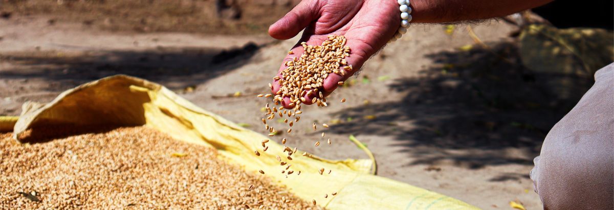 Farmer handles wheat in India 