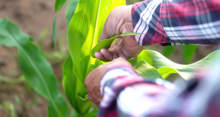 farmer in Southeast Asia examines his corn crop