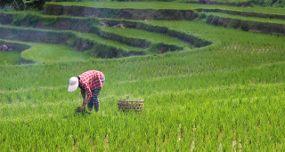 Woman farmer in rice field