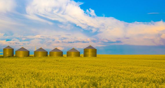 Canola field in Alberta, Canada