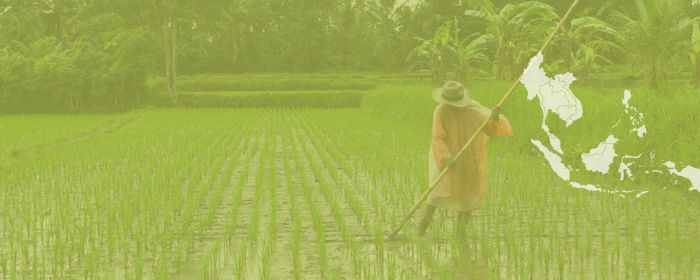Rice fields in Southeast Asia 