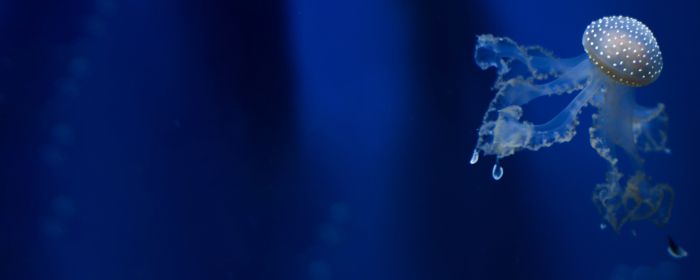 John H. McArthur Fellow Report on Biodiversity in the South China Sea